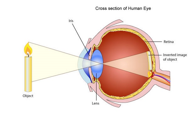 eye_xsection_01
